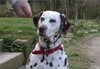 Dilly Dalmation